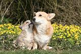 CORGI PEMBROKE 1183